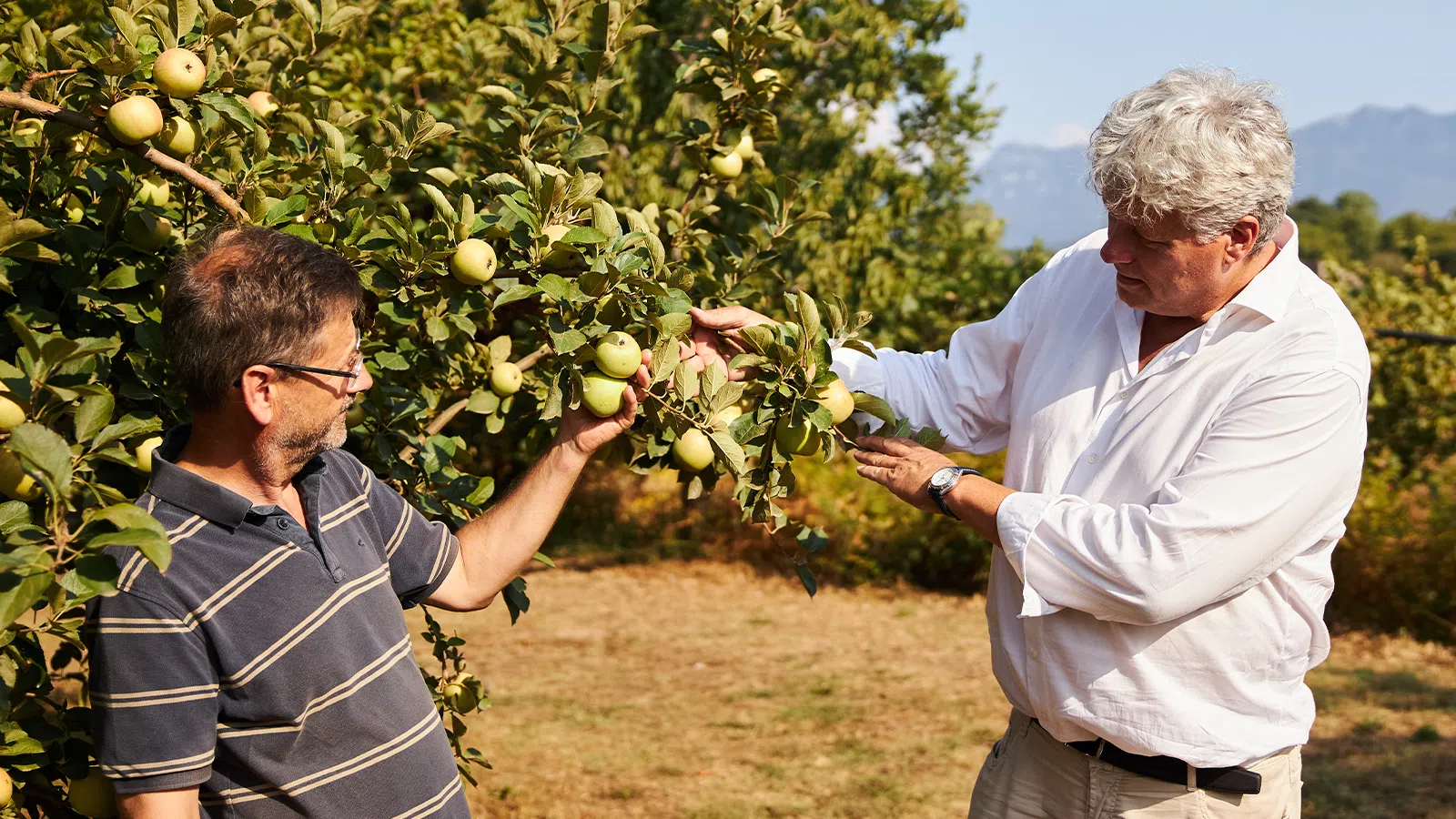 Home 24 CEO Karl Kristian Bergman-Jensen and product developer François Gerard inspecting fresh Annurca apples outdoors.