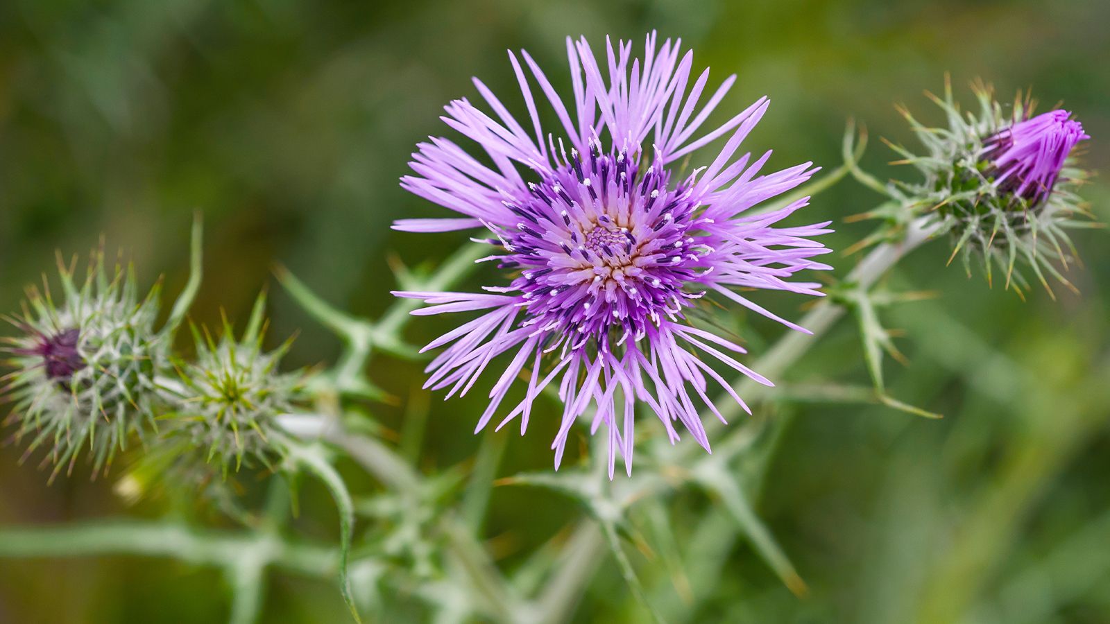 Founding story 10 A close-up of a milk thistle flower with spiky leaves and a purple bloom.